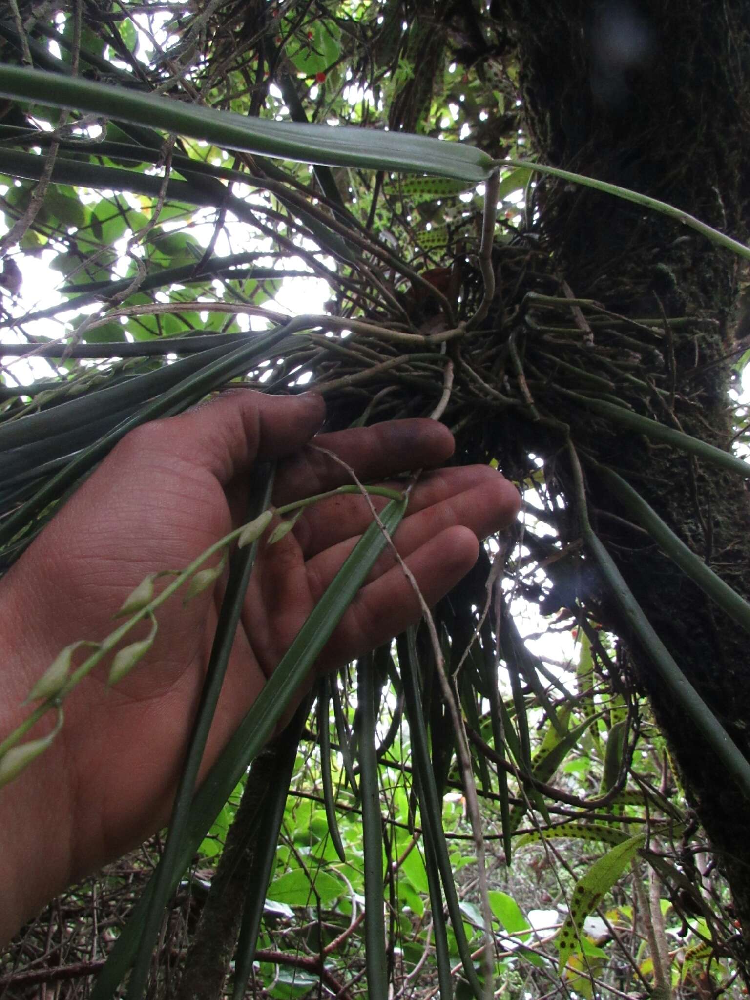 Image of Epidendrum moritzii Rchb. fil.