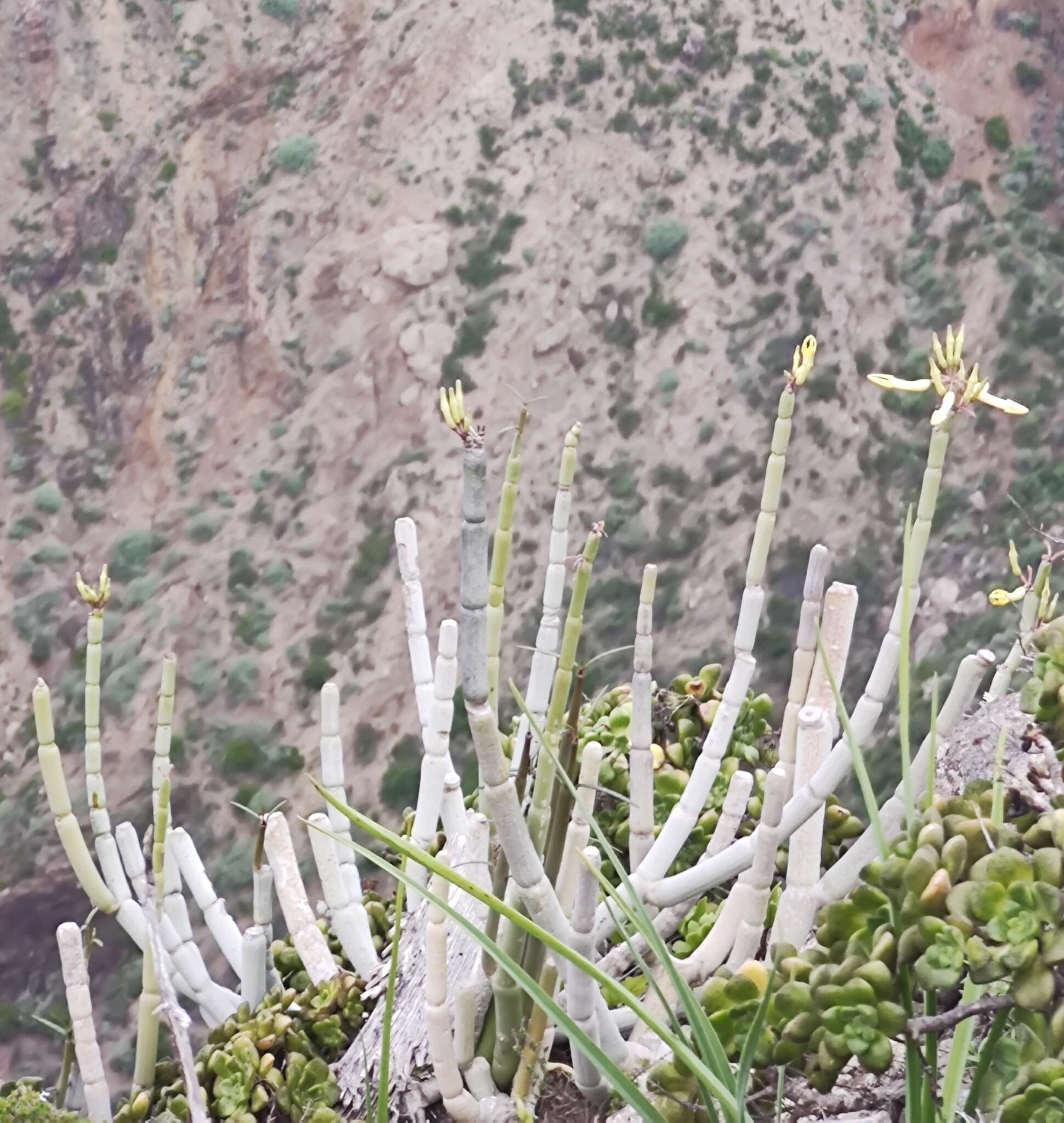 Plancia ëd Ceropegia dichotoma subsp. dichotoma