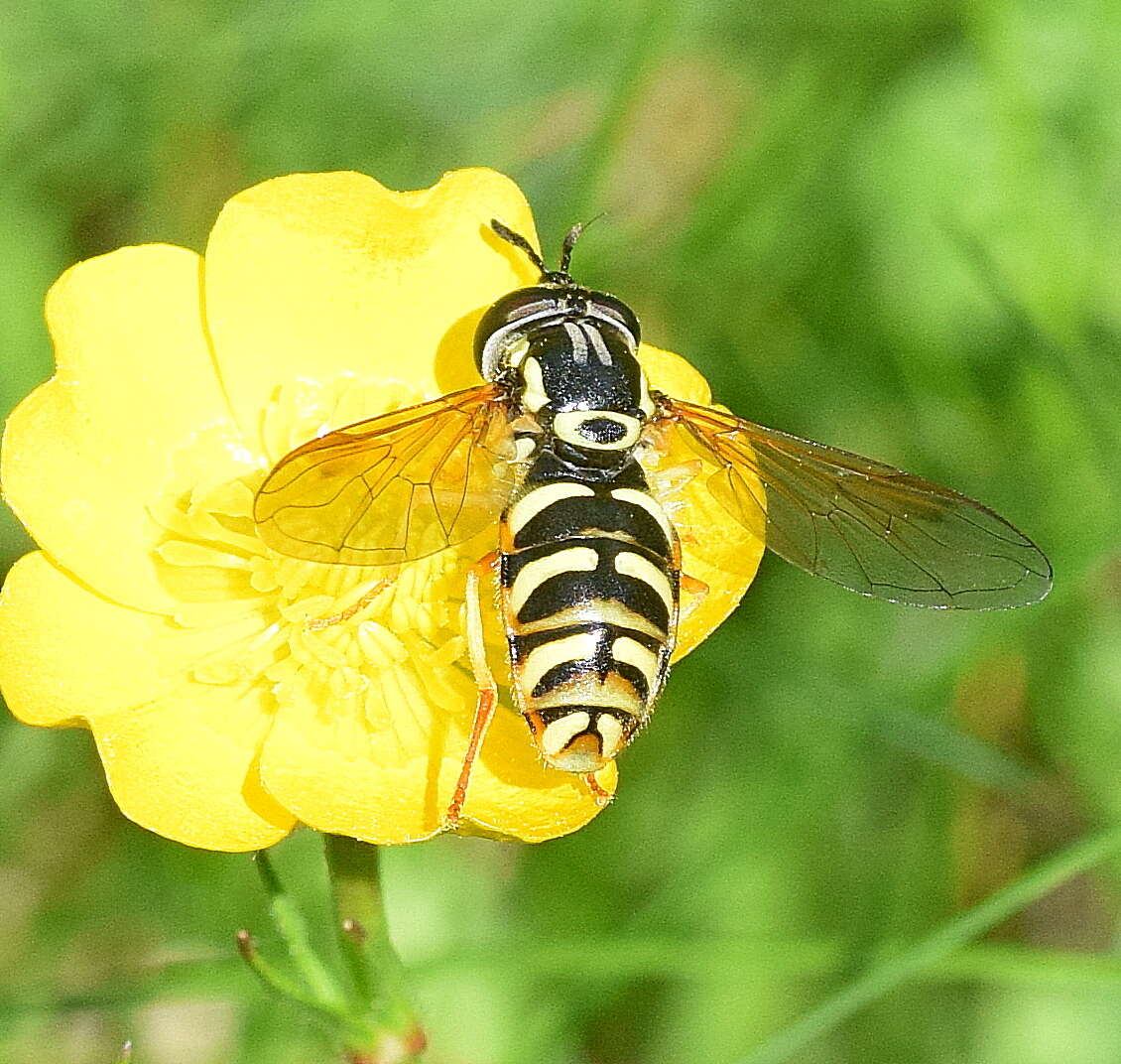 Image de Chrysotoxum elegans Loew 1841