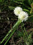 Image of Cyperus alatus subsp. albus (Nees) Lye