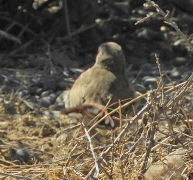 Image of Band-tailed Earthcreeper