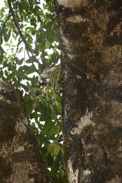 Image of Shoe-lipped Dendrobium