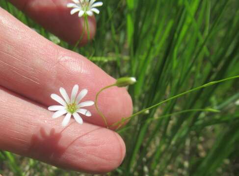 Слика од Stellaria filicaulis Makino