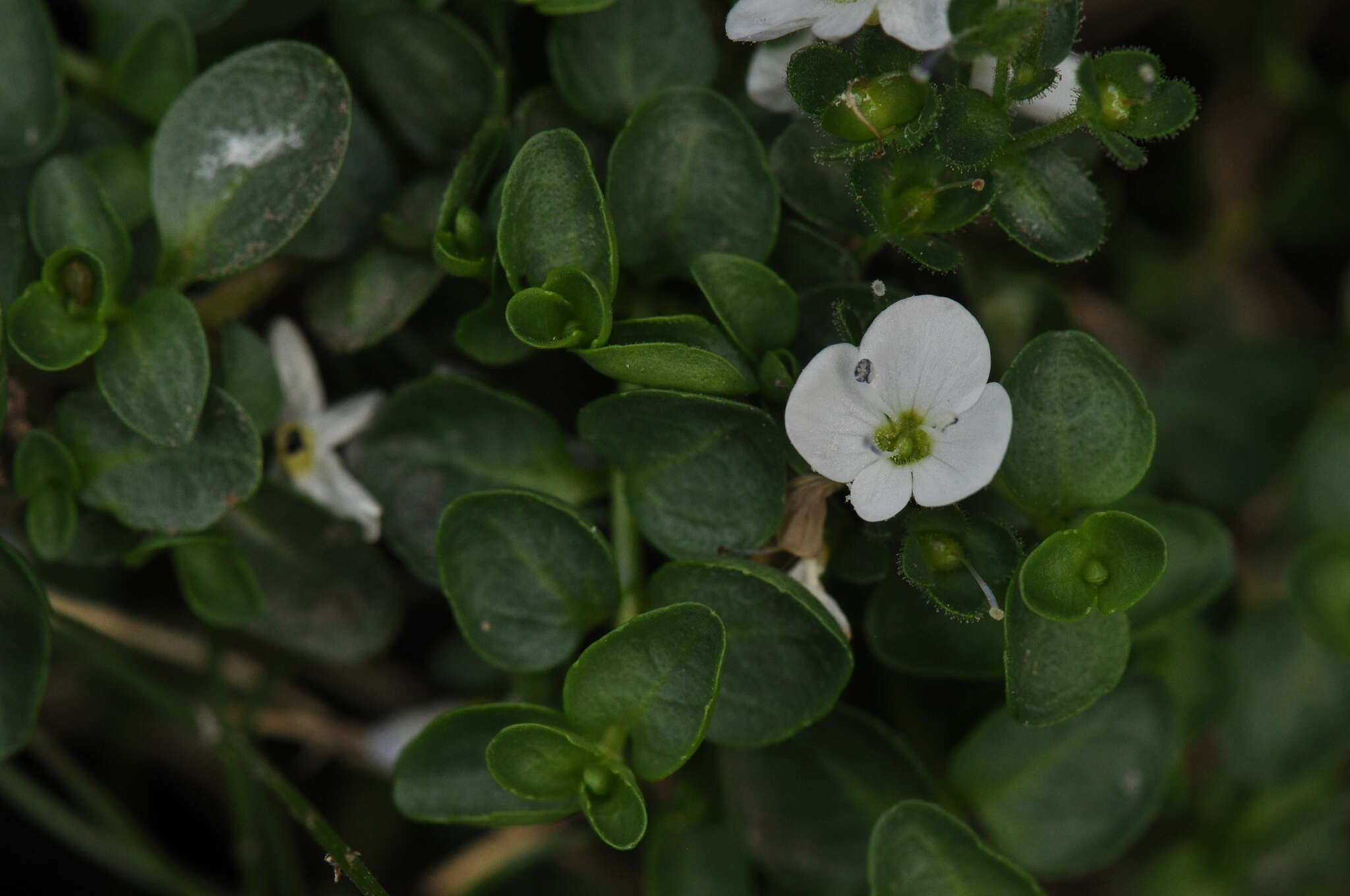 Слика од Veronica repens Clarion ex DC.