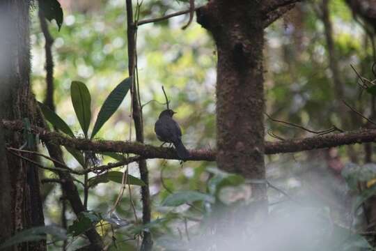 Image of Black-headed Nightingale-Thrush