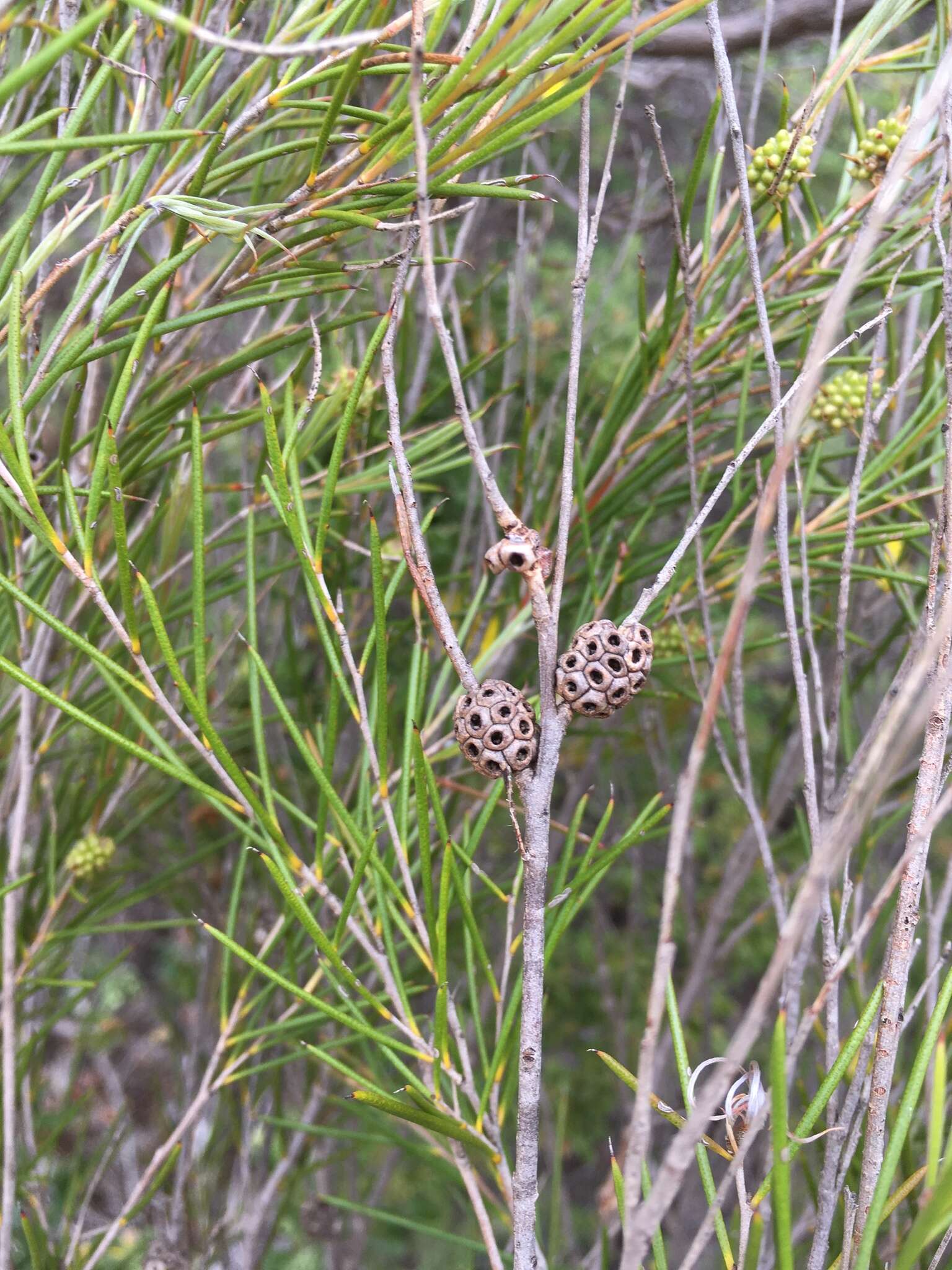 Image of broom honeymyrtle