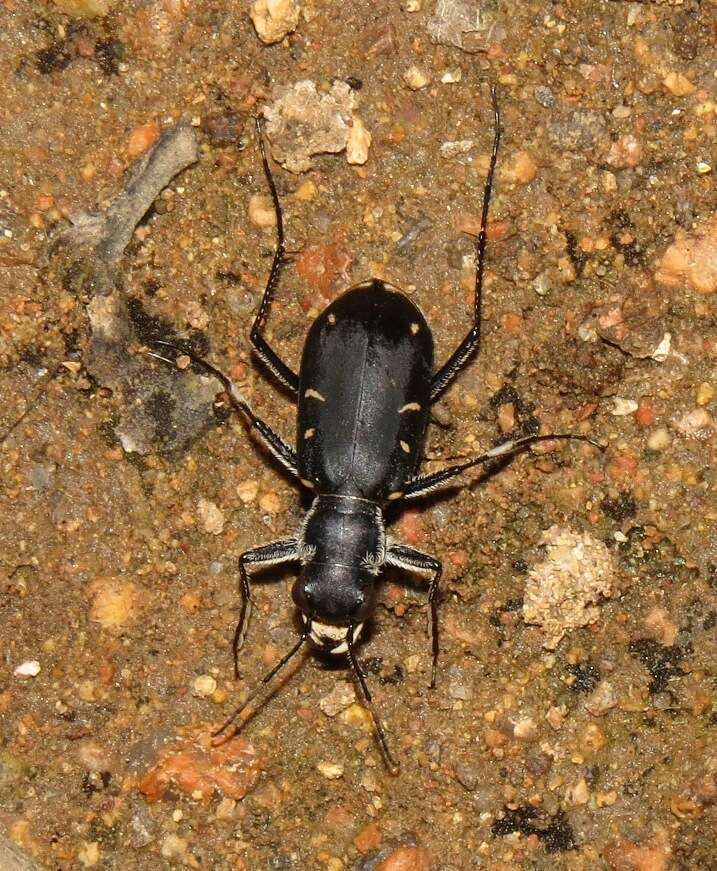 Image de Cicindela (Cicindelidia) obsoleta vulturina Le Conte 1853