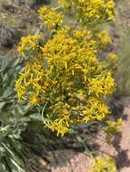 Imagem de Senecio atratus Greene