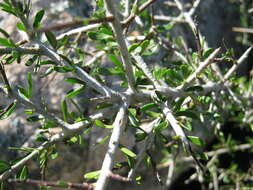 Melicytus angustifolius subsp. divaricatus Stajsic & R. F. Douglas resmi