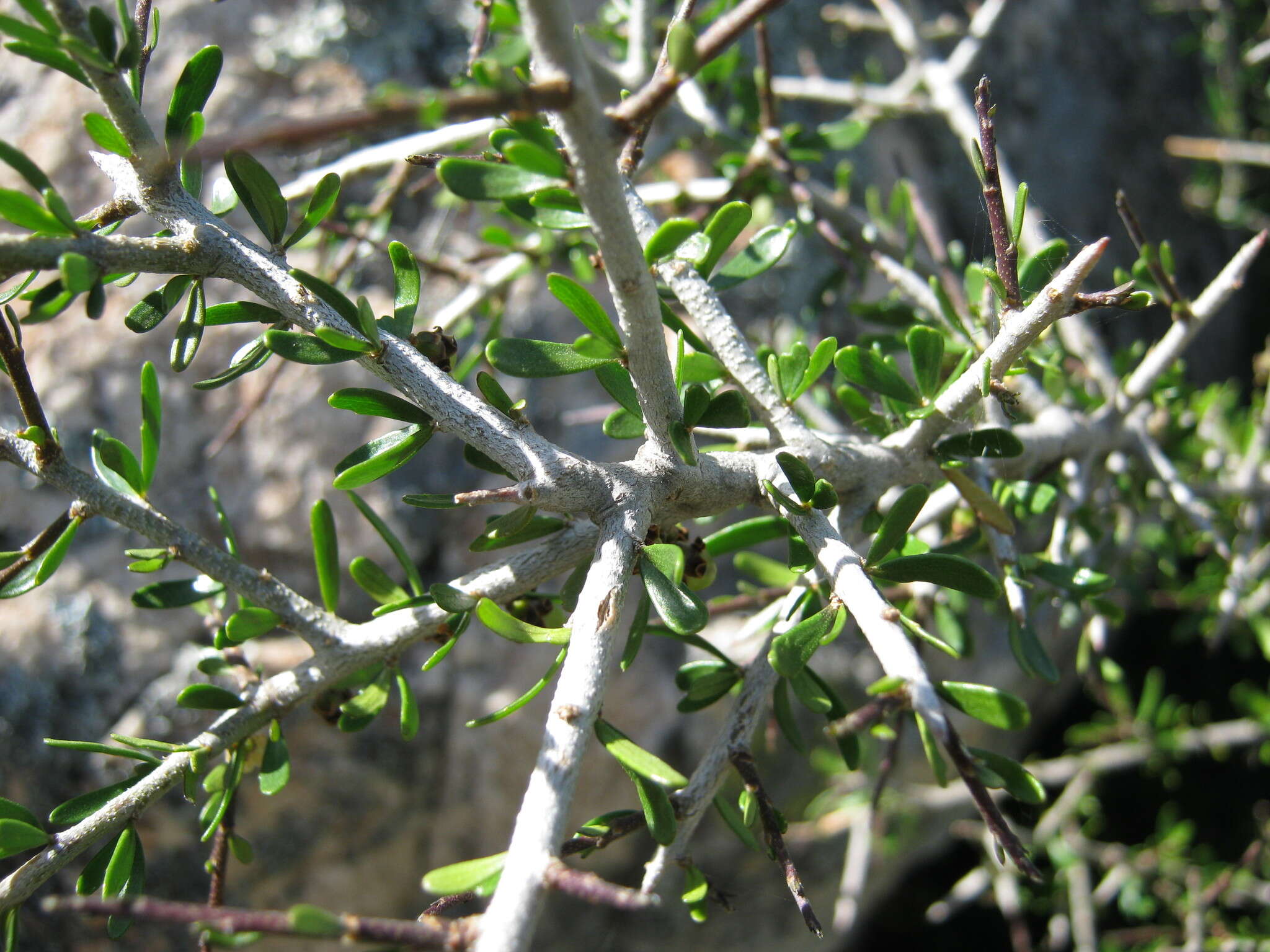 Melicytus angustifolius subsp. divaricatus Stajsic & R. F. Douglas resmi