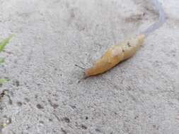 Image of field slug