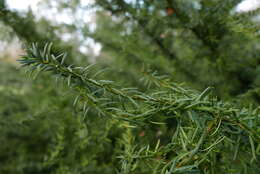 Image of <i>Cecidophyopsis psilaspis</i>