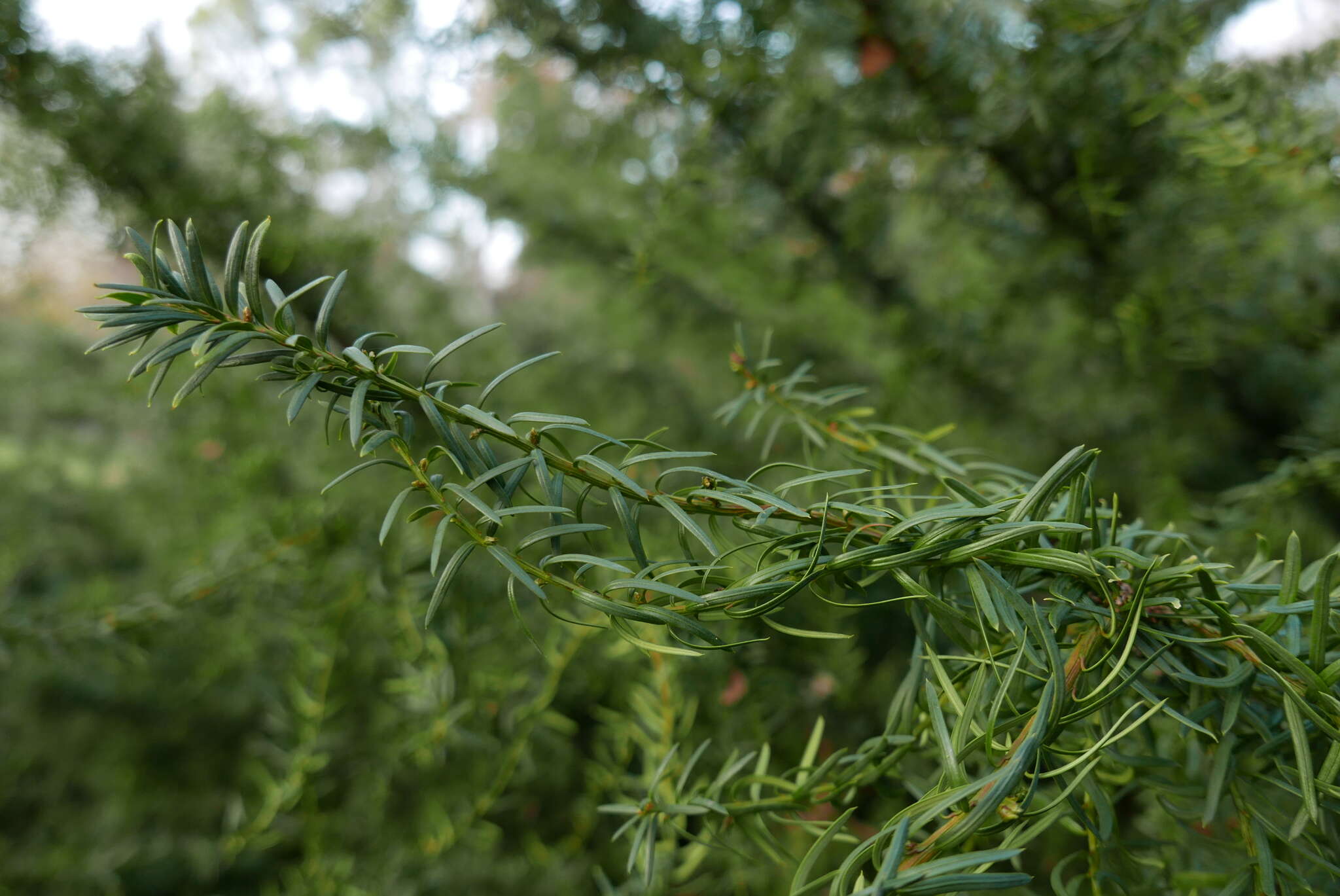 Image of <i>Cecidophyopsis psilaspis</i>