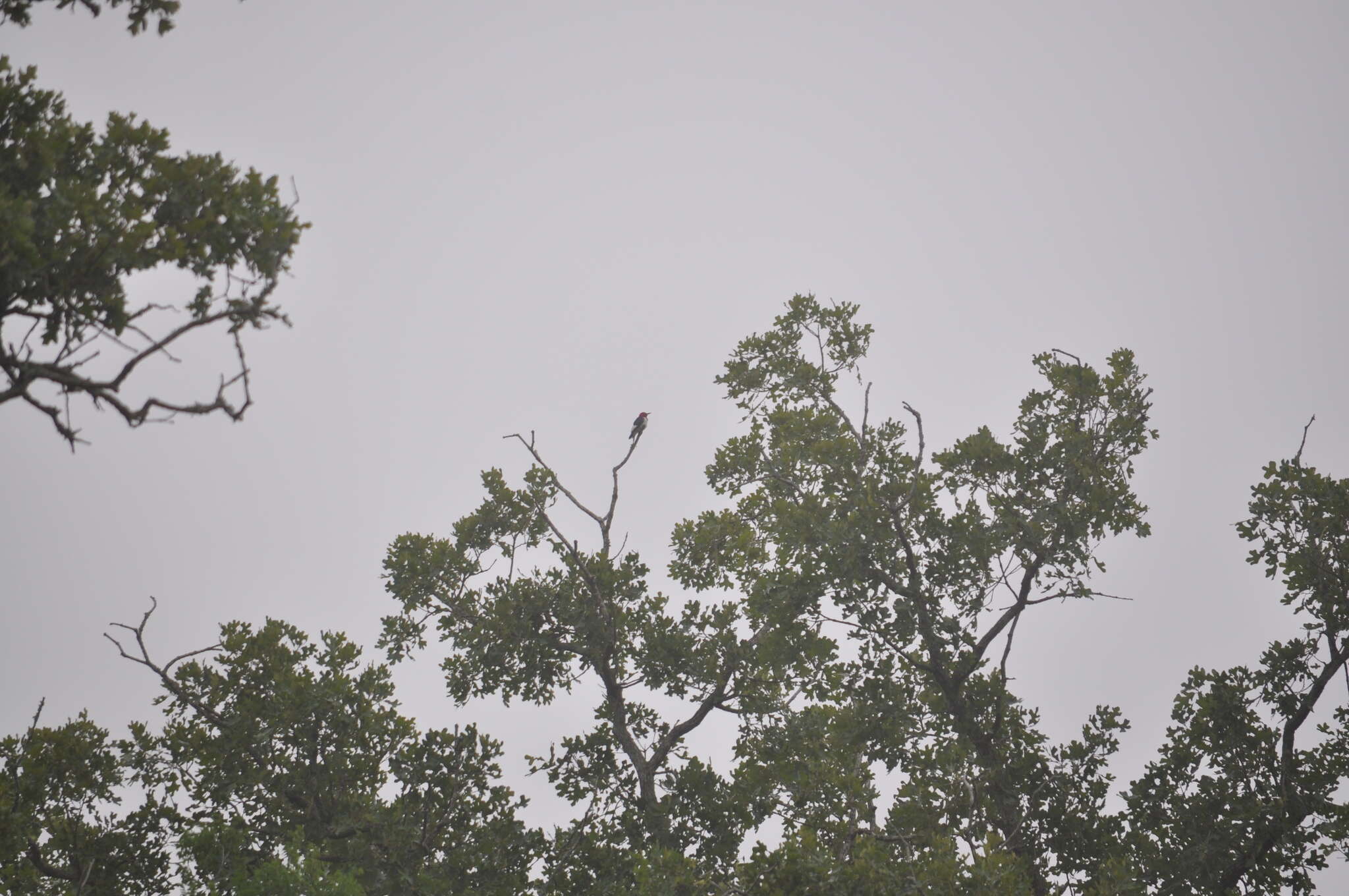 Image of Red-headed Woodpecker