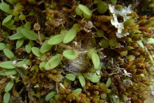 Image of Pygmy tree orchid