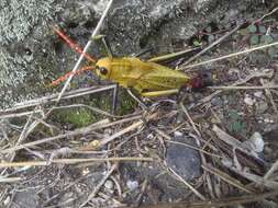 Plancia ëd Taeniopoda varipennis Rehn & J. A. G. 1905