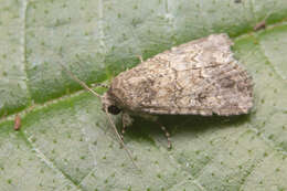 Image of Spodoptera pecten Guenée 1852