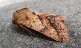 Image of Purple-Lined Sallow