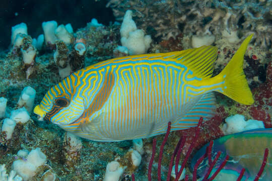 Image of Barred rabbitfish