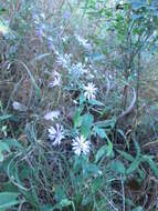 Plancia ëd Symphyotrichum shortii (Lindl.) G. L. Nesom