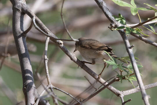 Sivun Curruca cantillans (Pallas 1764) kuva