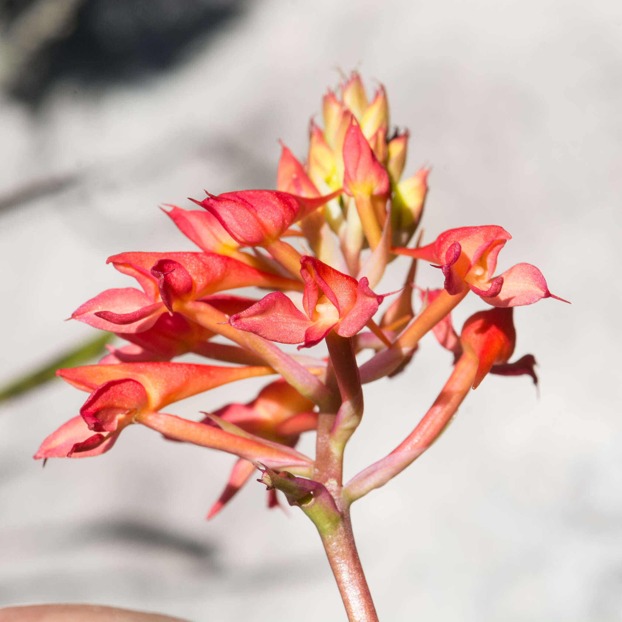 Image de Disa ferruginea Sw.