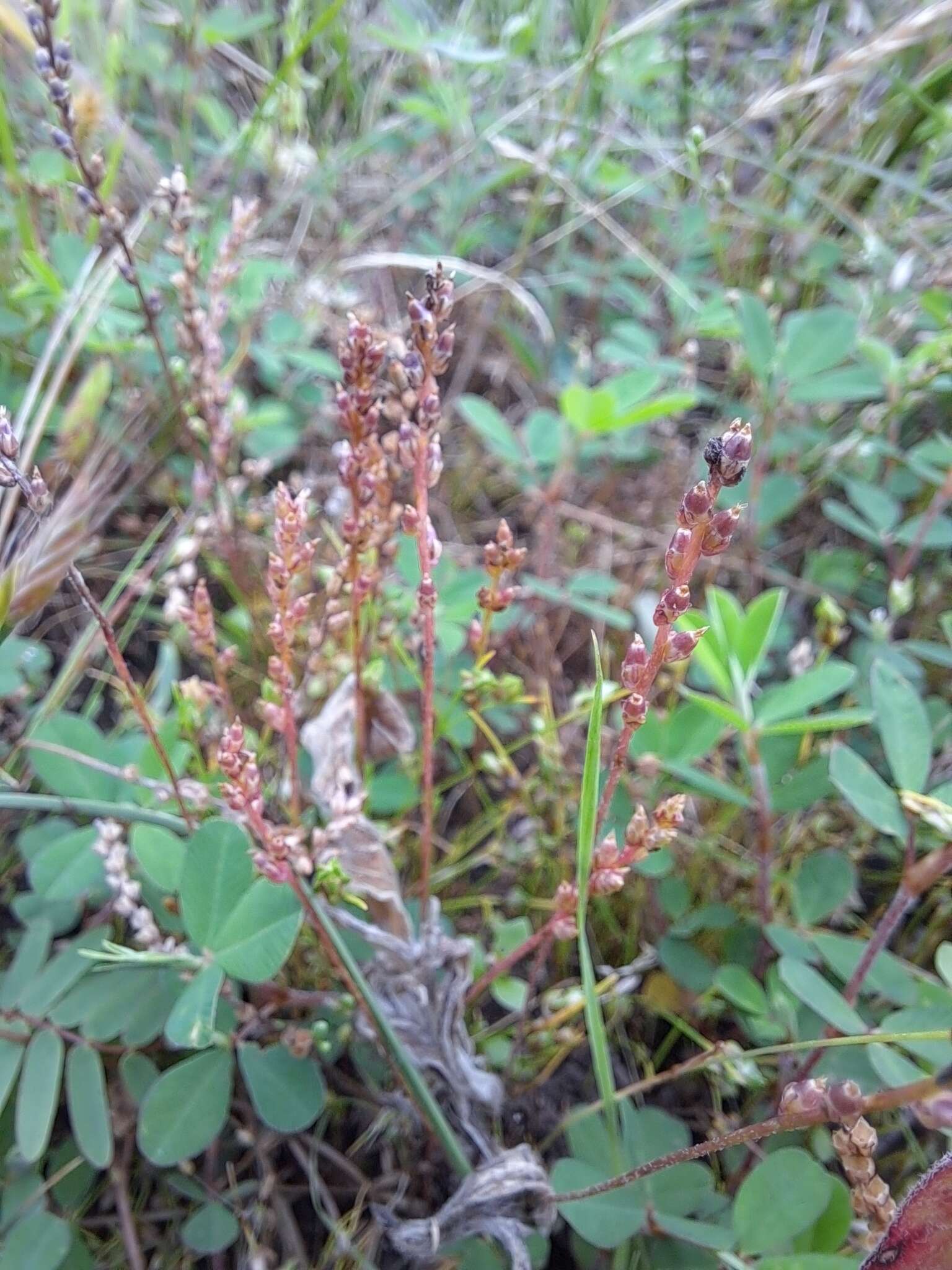 Image of Slender Plantain