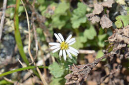 Image of Vittadinia australis A. Rich.