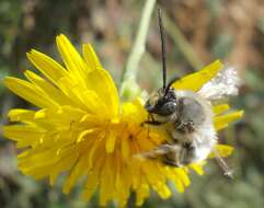 Image of Eucera nigrilabris Lepeletier 1841