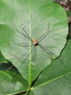 Image of Leiobunum euserratipalpe Ingianni, McGhee & Shultz 2011