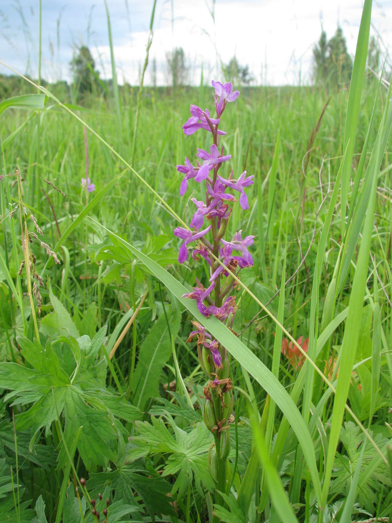 Image of Anacamptis palustris subsp. elegans (Heuff.) R. M. Bateman, Pridgeon & M. W. Chase