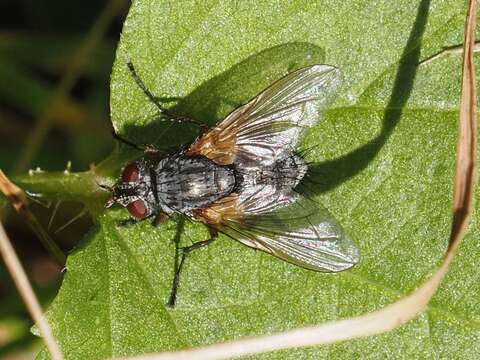 Image of Macquartia grisea (Fallen 1810)