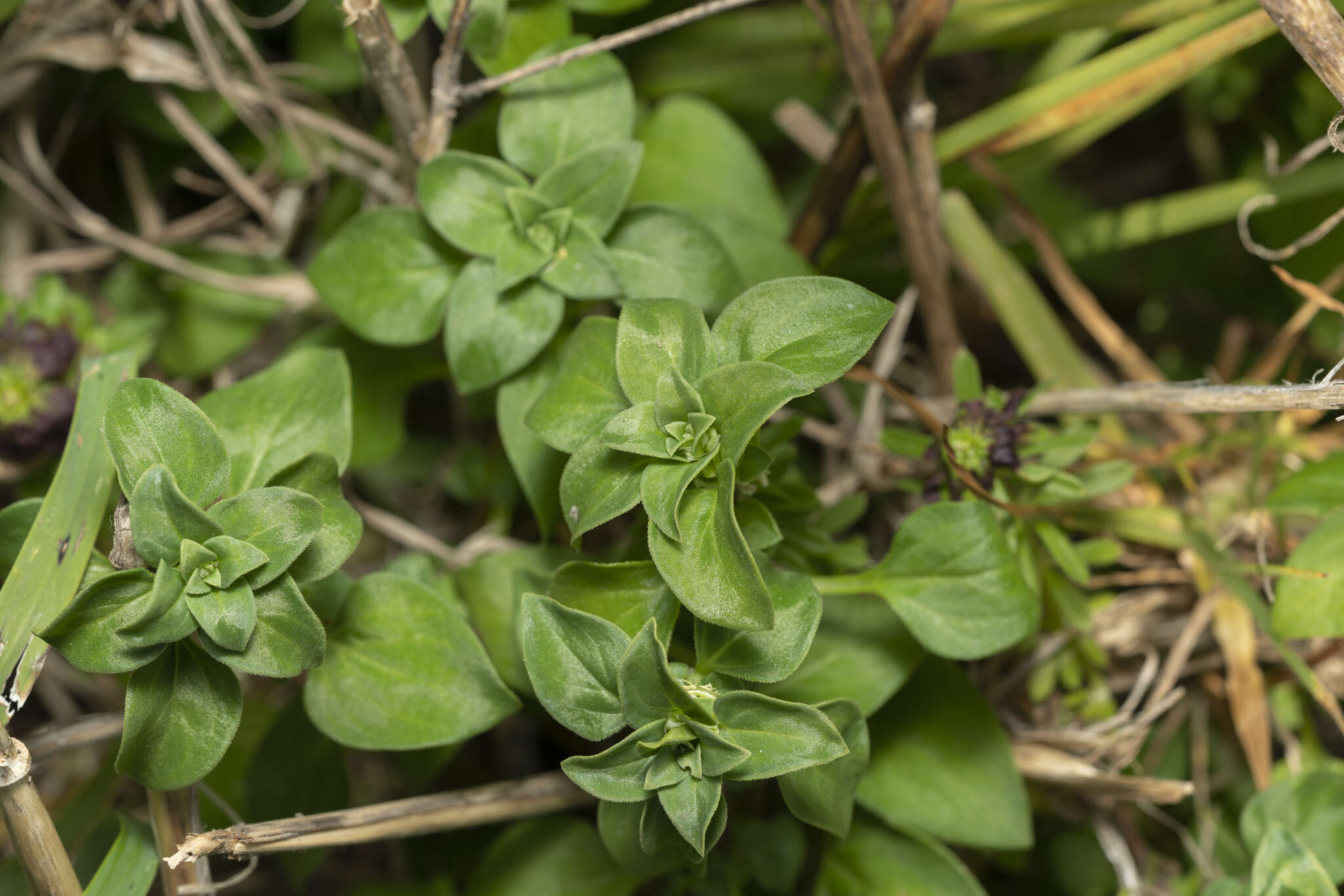 Image of Theligonum cynocrambe L.