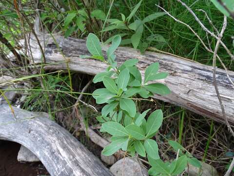 Lonicera oblongifolia (Goldie) Hook.的圖片