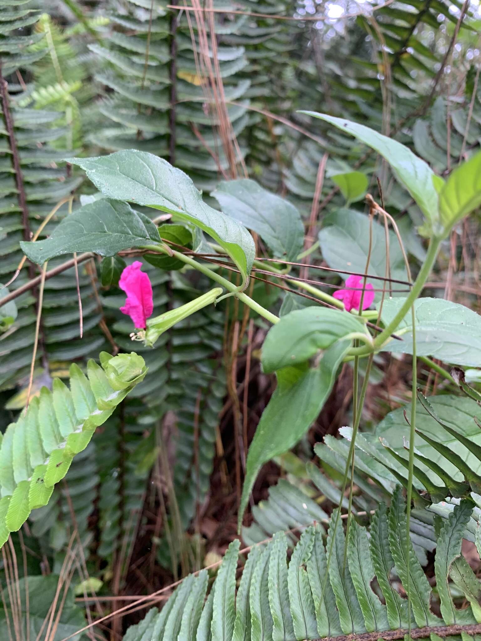 Imagem de Cuphea nitidula Kunth