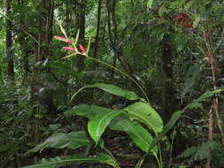 Image of Shining False-Bird-of-Paradise