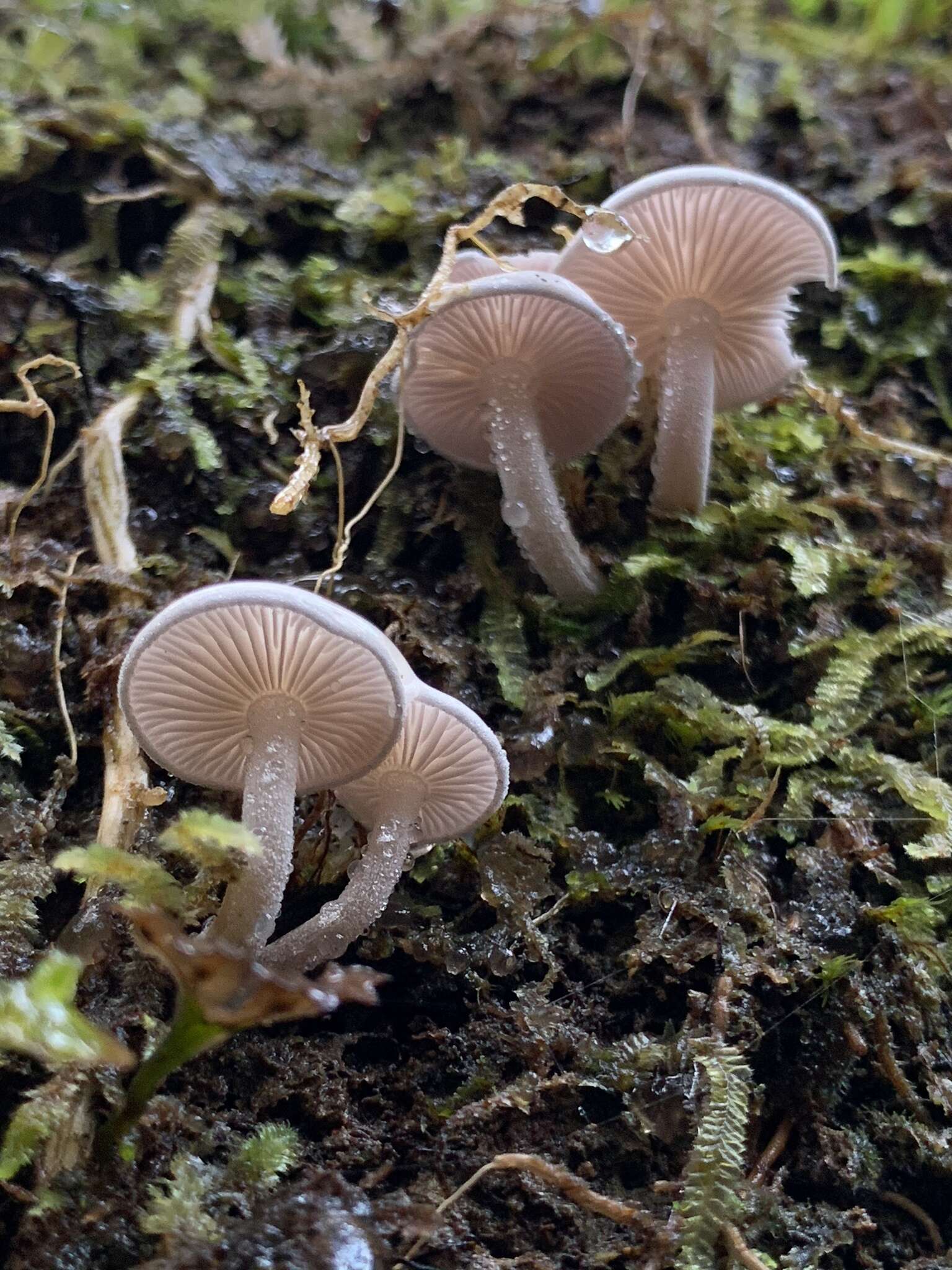 Image of Hygrophorus involutus G. Stev. 1963