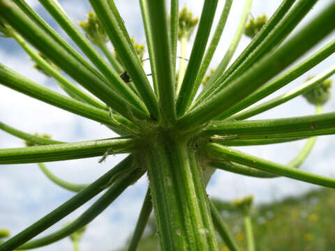 Image of Zosima absinthifolia (Vent.) Link