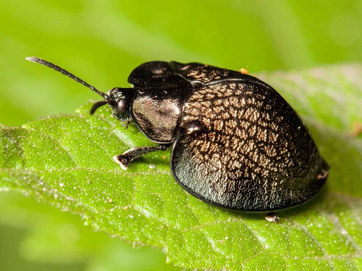 صورة Cyrtonota conglomerata (Boheman 1862)