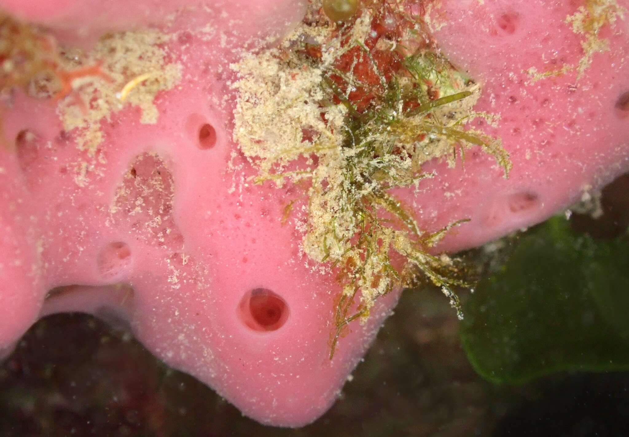 Image of pink tube sponge