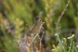 Image of Mediterranean Skipper