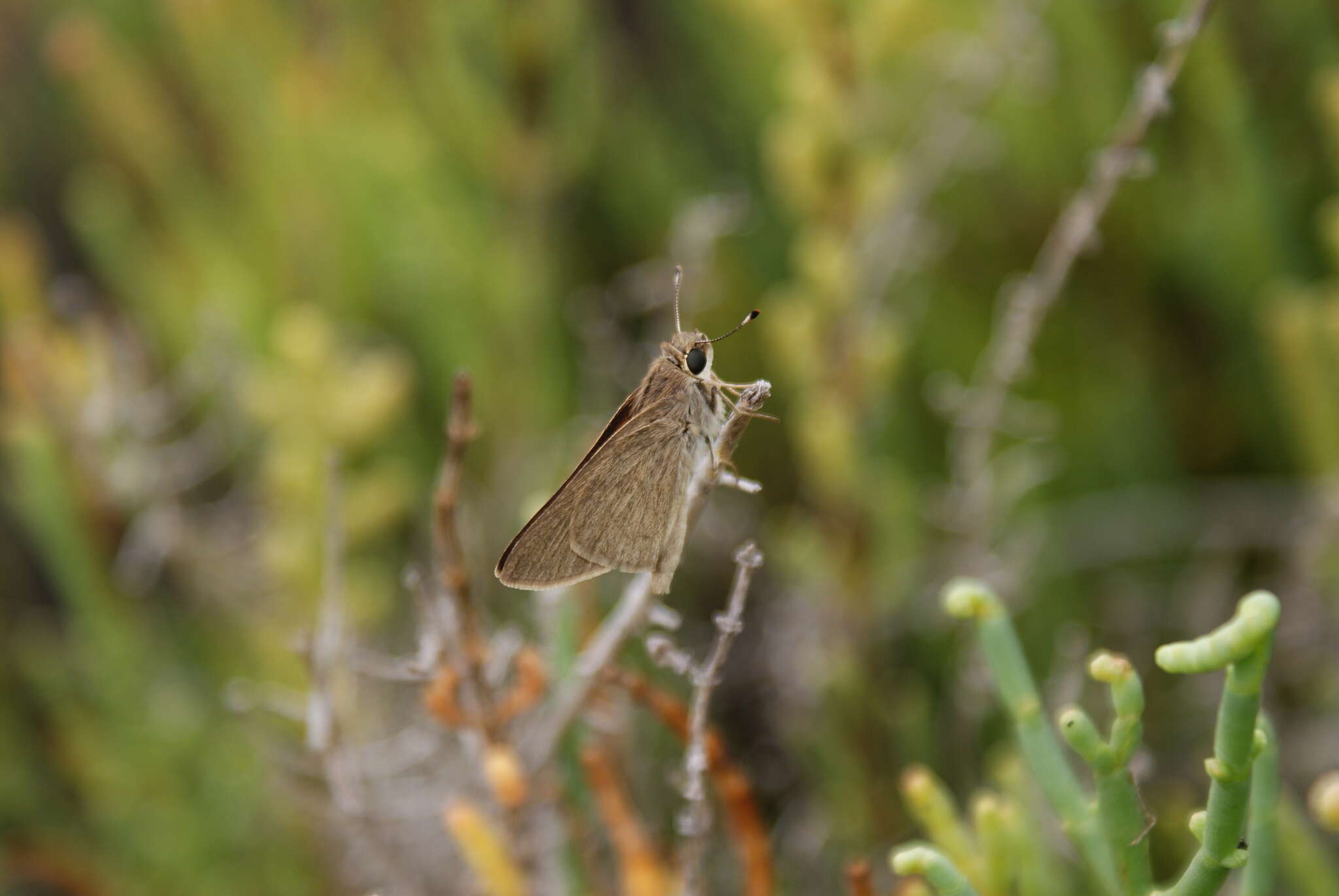 Image of Mediterranean Skipper