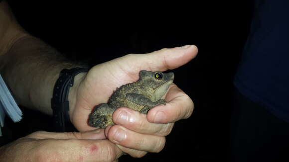 Image of Rhinella roqueana (Melin 1941)