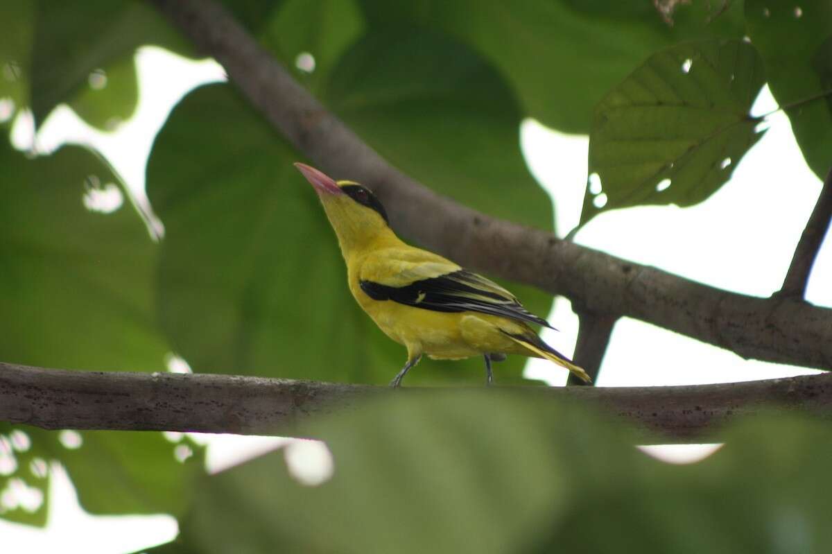 Image of Black-naped Oriole