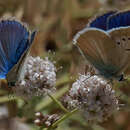 Image of Polyommatus actis (Herrich-Schäffer (1851))