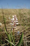 Imagem de Hyacinthella leucophaea (K. Koch) Schur