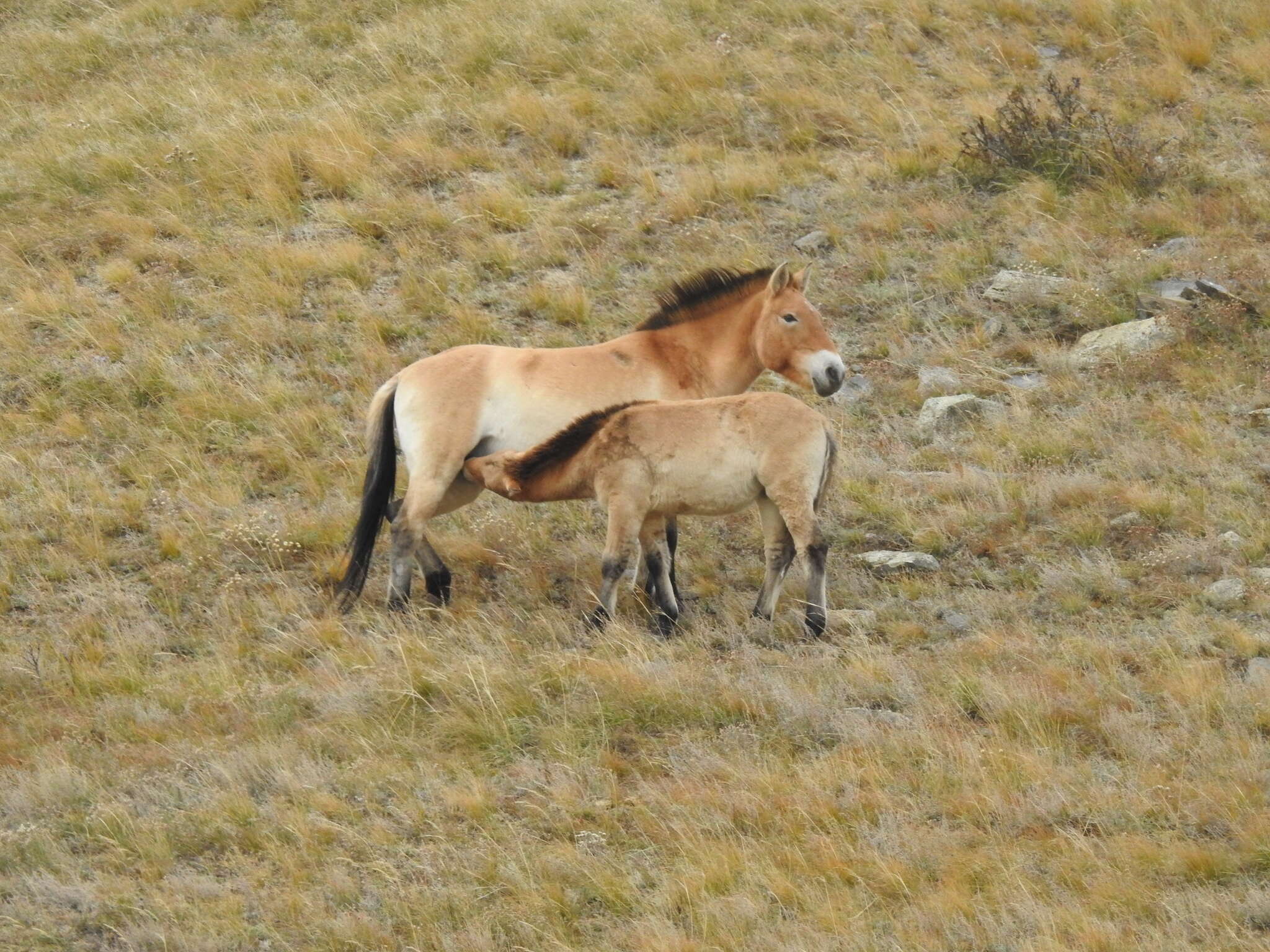 Image of Equus subgen. Equus Linnaeus 1758