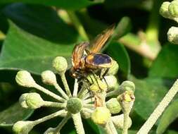 Image of Phasia aurigera (Egger 1860)