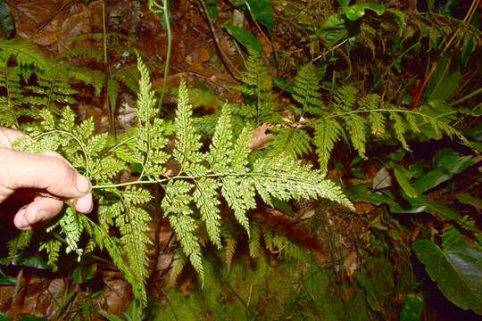 Image of Arachniodes denticulata (Sw.) Ching