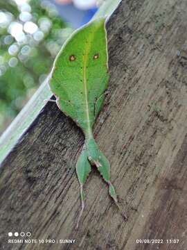 Image of Cryptophyllium chrisangi (Seow-Choen 2017)